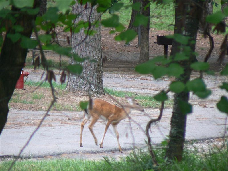 114-In the campgrounds.JPG